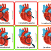 coeur_humain_pedagogik