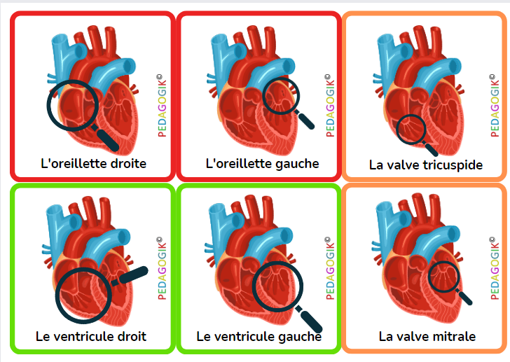 coeur_humain_pedagogik