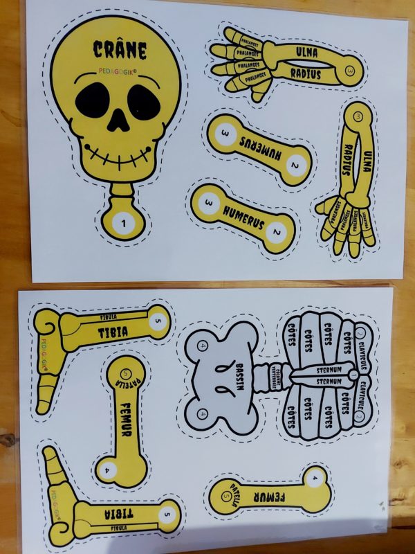 Bricolage D Halloween Pour Apprendre Le Nom Des Os Humains Des Conseils Et Outils Pour